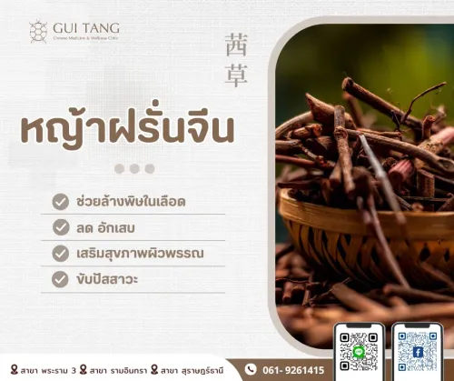 สมุนไพรน่ารู้“หญ้าฝรั่นจีน”