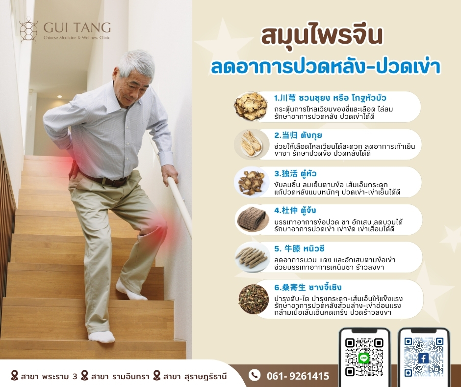 สมุนไพรจีน ช่วยลดอาการปวดหลัง–ปวดเข่า