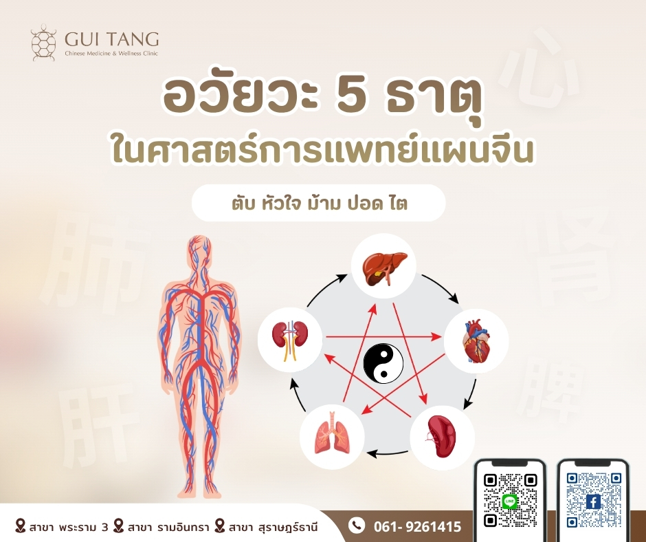 อวัยวะ 5 ธาตุในศาสตร์การแพทย์แผนจีน